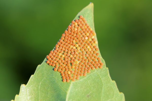 Unidentified yellow insect eggs on a leaf