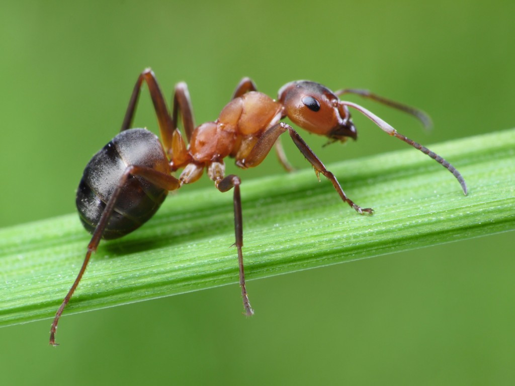 Fire Ant Treatments in Texas - Mosquito Joe of NW Houston