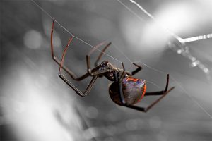 Get rid of spiders with mosquito joe - houston, tx