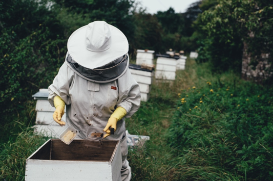 Honey Bee Population - Mosquito Joe Protects Bees