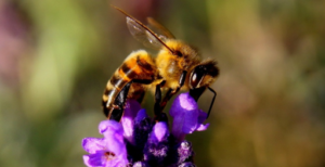 Pollinators - Mosquito Joe Supports Honey Bees