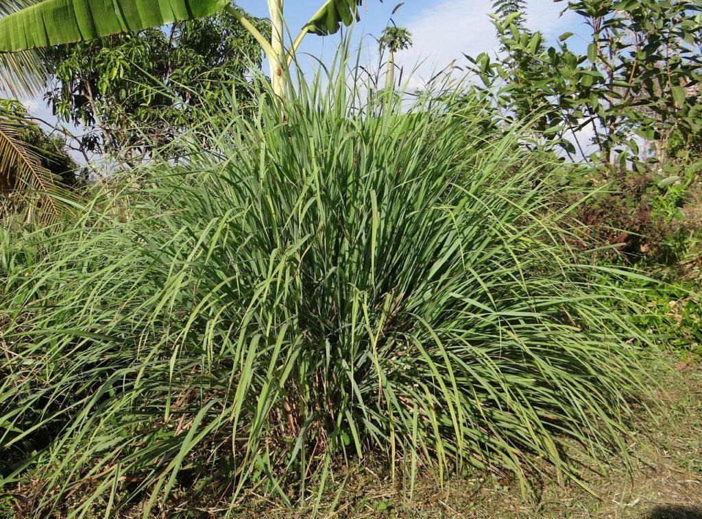 Lemongrass is a fragrant plant that repels mosquitoes naturally