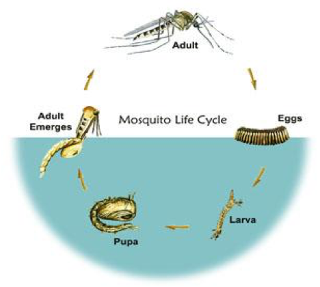 Life cycle of of a mosquito: eggs, larva, pupa, adult
