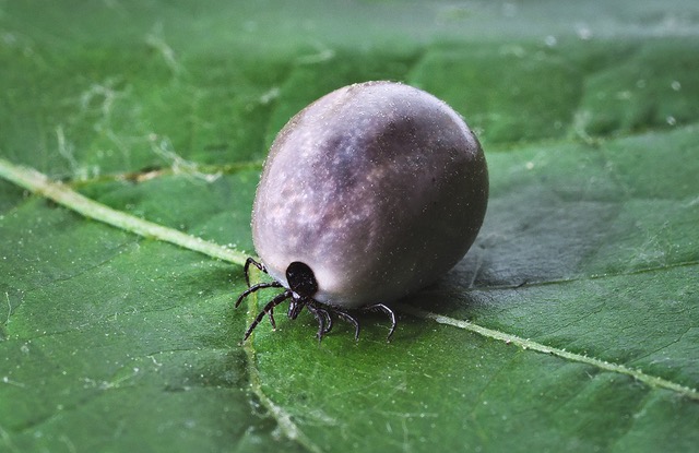 Tick resting on a leaf