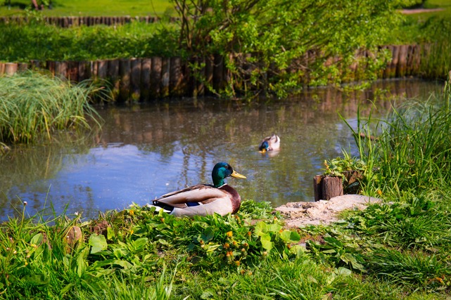 Ducks sitting next to a pond