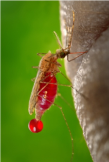 Mosquito sucking blood off human skin
