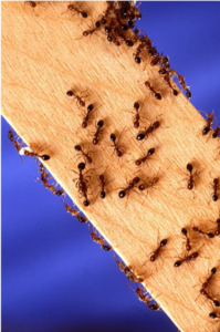 Fire Ants moving across a stick