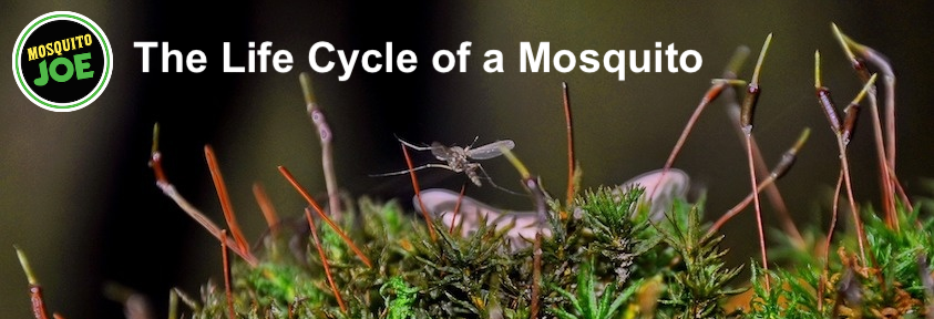 The Life-Cycle of a Texas Mosquito