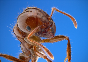 Image of the fire ant colony's Queen