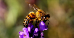 Bee sitting on lavender plants