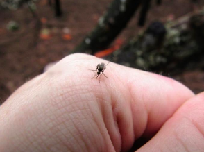 Mosquito resting on a human hand