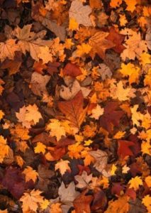 Fall colored leaves laying on ground