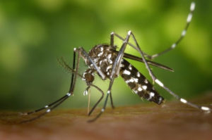 Close-up of a black and white mosquito