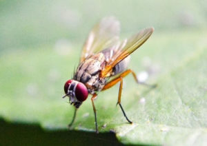 Fly resting on a leaf