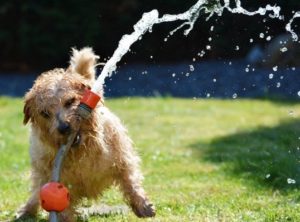 dog playing with a water hose
