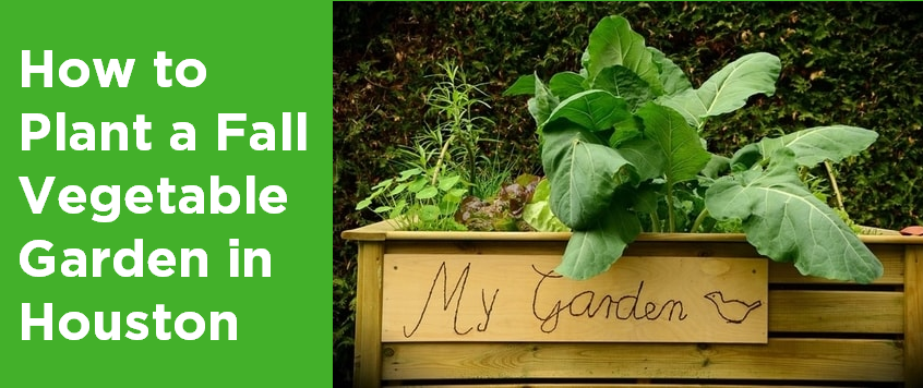 How to Plant a Fall Vegetable Garden in Houston