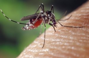 Mosquito resting on human skin sucking blood