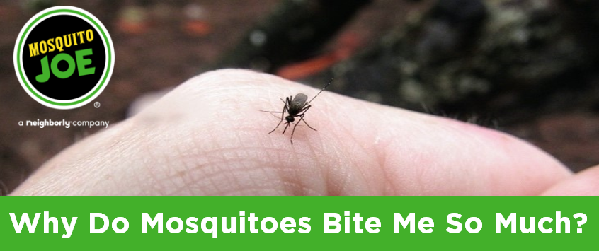 Why Do Mosquitoes Bite Me So Much?