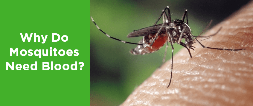 Why Do Mosquitoes Need Blood?