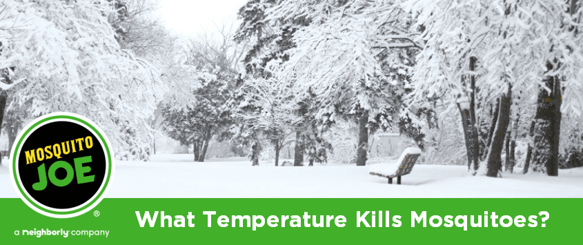 What Temperatures Kill Mosquitoes?