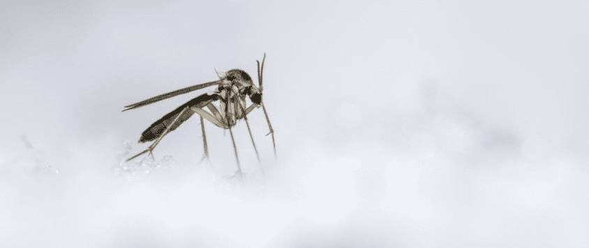 Does the Cold Kill Mosquitoes?
