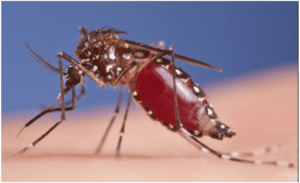 Aedes mosquito - aedes aegypti.