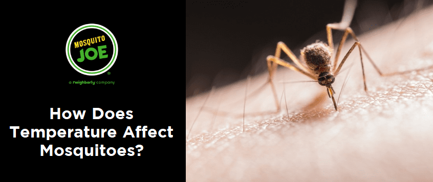How does temperature affect mosquitoes?