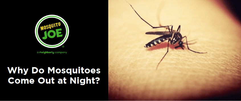 Why Do Mosquitoes Come Out at Night?