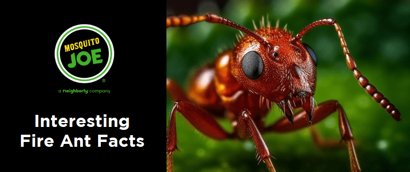 Interesting Fire Ant Facts