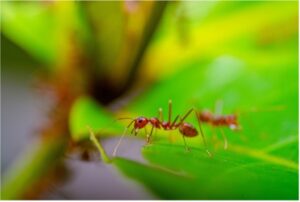Fire ant resting on a leaf.