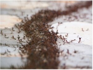  Fire ant colony.